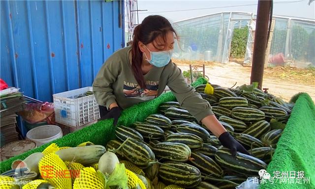 甜瓜成为定州这个村的致富 金元宝 全网搜