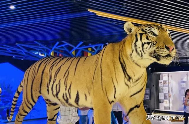 亲子打卡！科学探索，细菌好有趣啊，参观1000+件标本