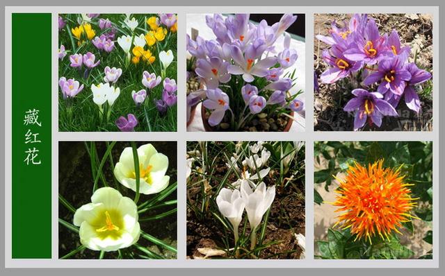 常见的花名字及图片,100种花名图册,收藏起来慢慢看,从此认花不求人?