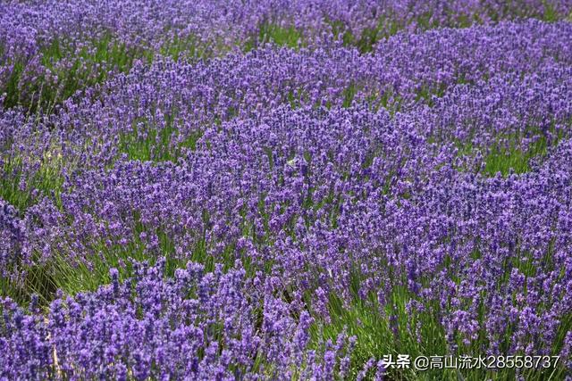 中国最大的薰衣草种植基地