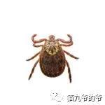 外阴表皮角化不全什么意思