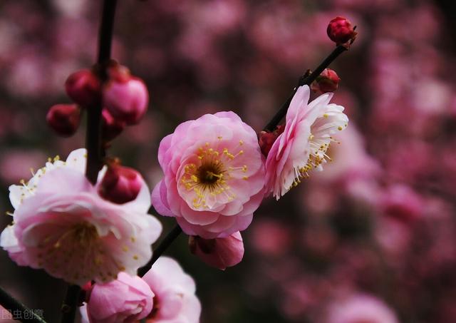 正月花神 梅花 三 红梅类杏 蜡梅非梅 Zh中文网