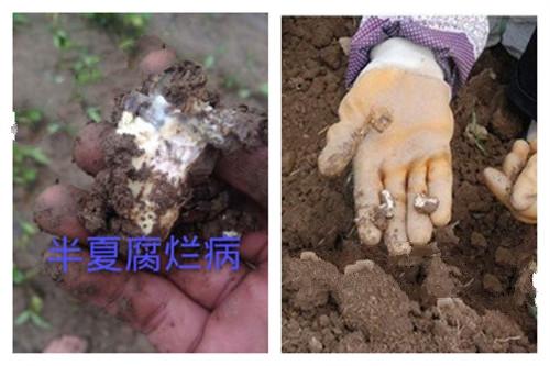 半夏出苗率低、死棵烂苗、发黄矮化？关注土壤与管理、预防3病3虫13