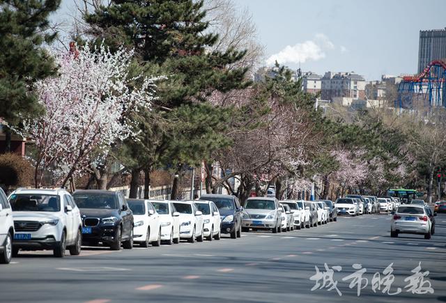 长春市花