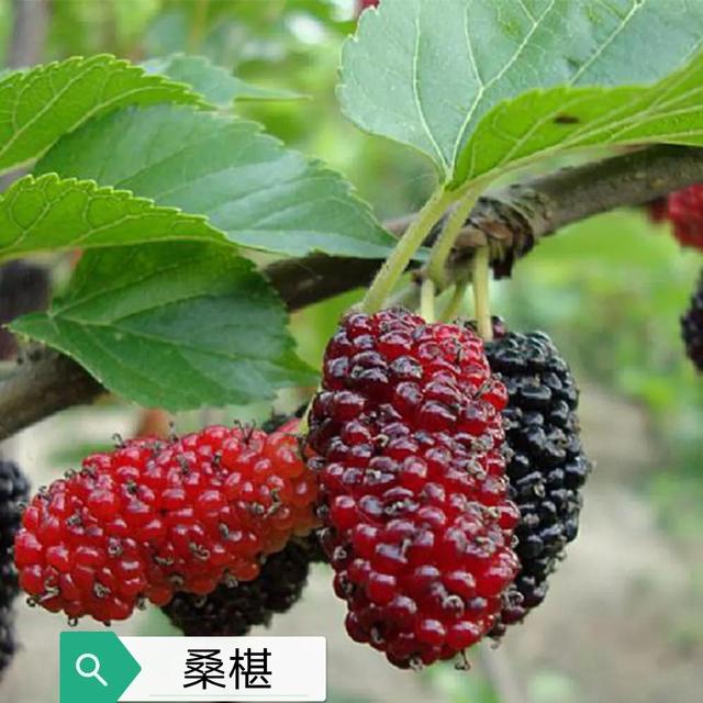 中药古今研究：桑白皮