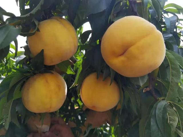 驻马店市驿城区蚁蜂镇：瓜果飘香 产业兴旺