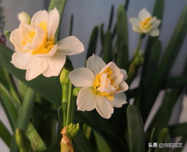 水仙花开完花以后怎么处理