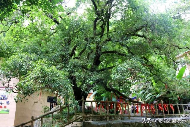 金桂树 金桂树（金桂树苗价格） 生活