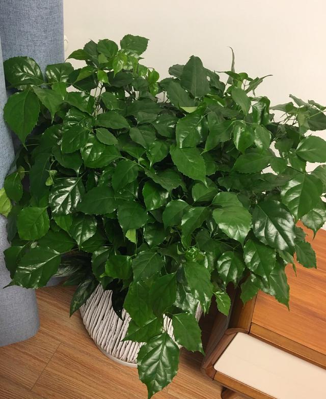 盆景土里有虫怎么办