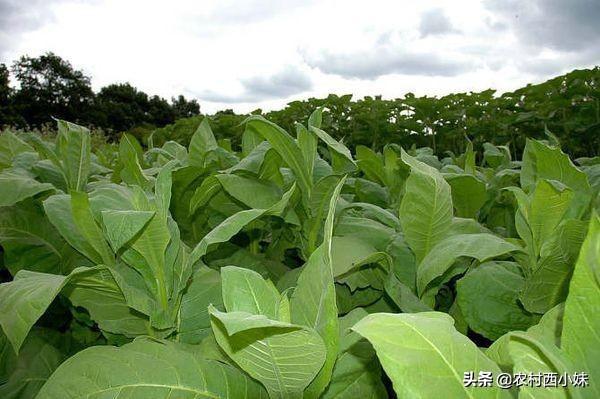 烟草种植田常见的杂草有哪些？烟草种植田除草剂使用方法4