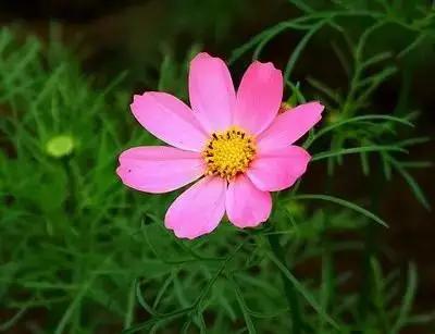 50种浪漫鲜花花语大全 50种浪漫鲜花花语大全（50种浪漫鲜花花语大全图片） 生活