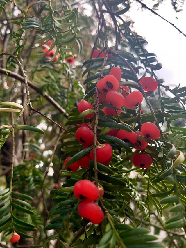 红豆杉种植