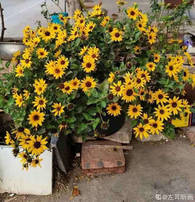 夏天的花 夏天的花（夏天的花卉） 生活