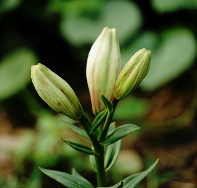 百合花象征什么