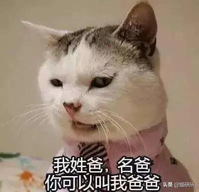 猫名