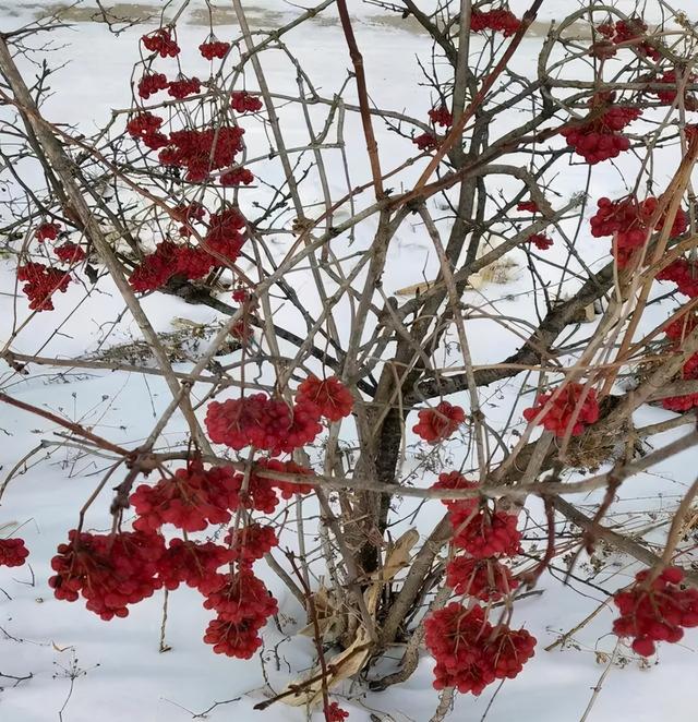 在浙西南山区的畲族有一种延续了上千年的部落名贵秘方,称作"绿曲酒"