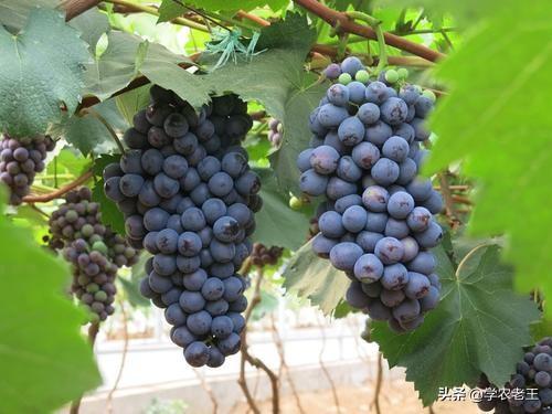用好芸苔素内酯，夏黑葡萄增产增重增甜！把握3个时期，2个浓度