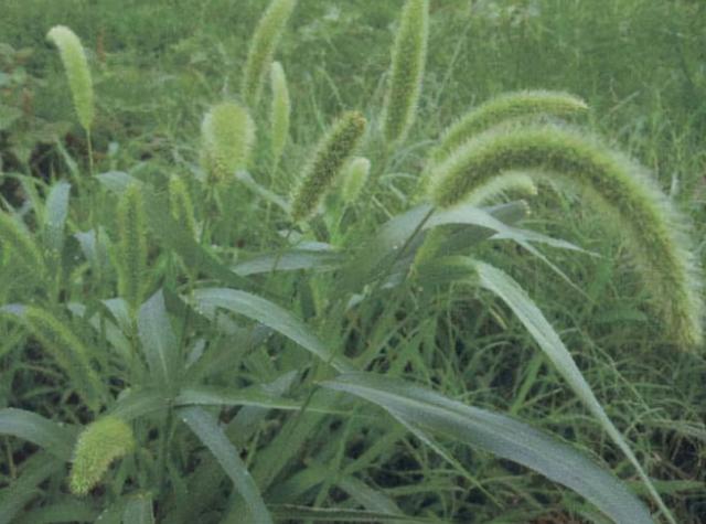 狗尾草其实是个宝，狗尾草的5大功效，你知道吗？下次别错过