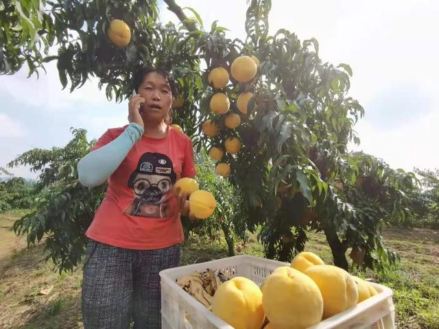 驻马店市驿城区蚁蜂镇：瓜果飘香 产业兴旺