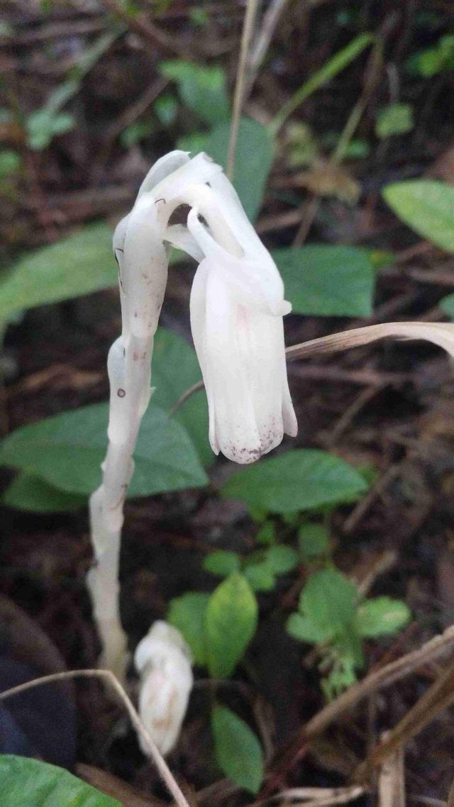 幽灵花 值钱图片