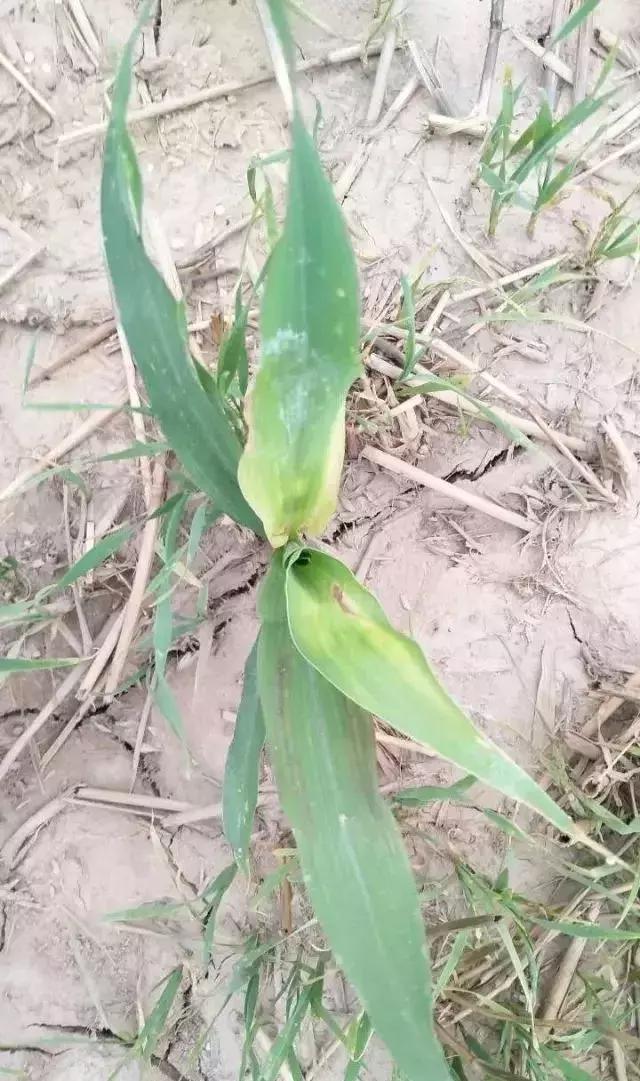 前旱后雨，玉米苗后除草剂出现药害怎么办？11