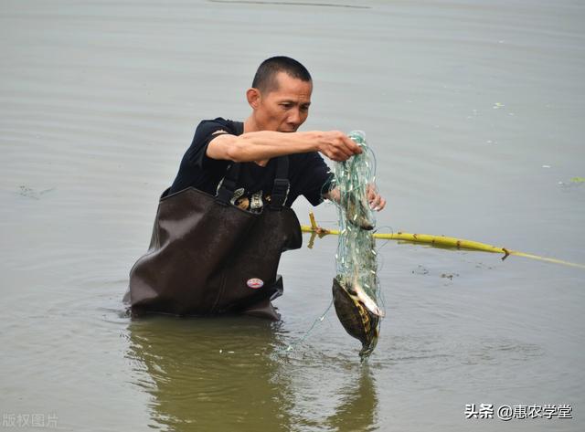 水鱼吃什么