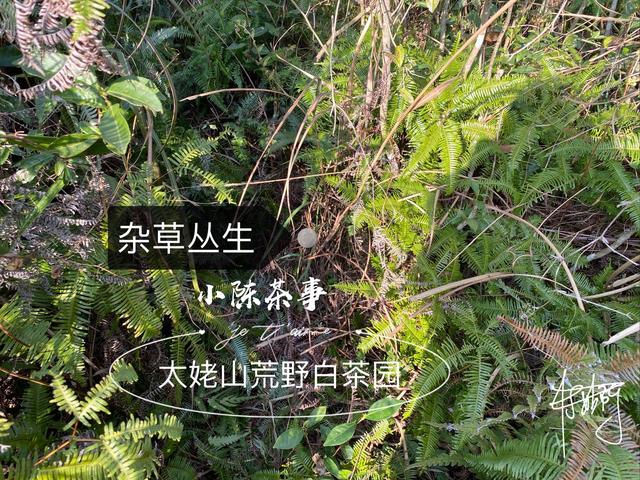 立夏洗砂机