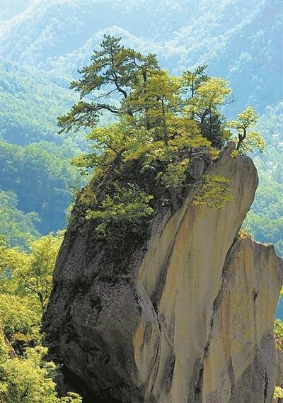 为外方山之巅,杨山风景区内植被保存完好,百丈悬崖之巅原始森林遮天