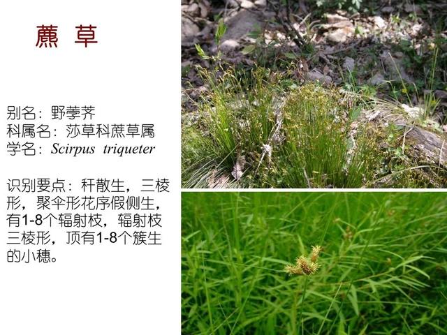 水生植物种类 水生植物种类（水生植物100种） 生活