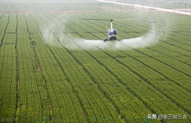 只要一把洗衣粉！小麦、大豆、番茄治病治虫真管用，南北方都适用7