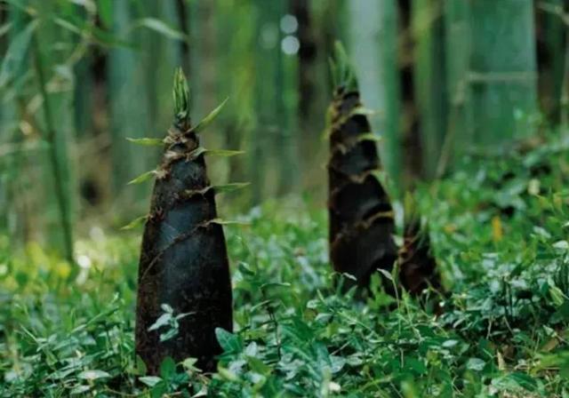日本女孩挖筍時離奇失蹤 警犬搜索時詭異行爲 引發無數猜想 Zh中文網