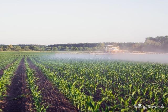 玉米地第一次除草剂失效，现在草长大了该用什么样除草剂效果好？3