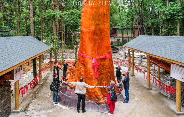 全球最大的金絲楠木，樹齡達4300年，可惜渡劫失敗，今成無價之寶