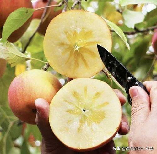 苹果成熟的季节是什么时候营养高(苹果的成熟季节是几月份)
