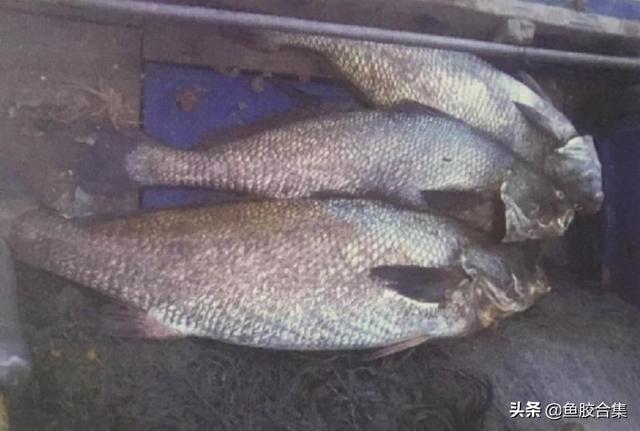 图文 赏谈赤嘴鳘鱼胶种类及作用 风干鳘鱼做法 Www Caipu56 Com