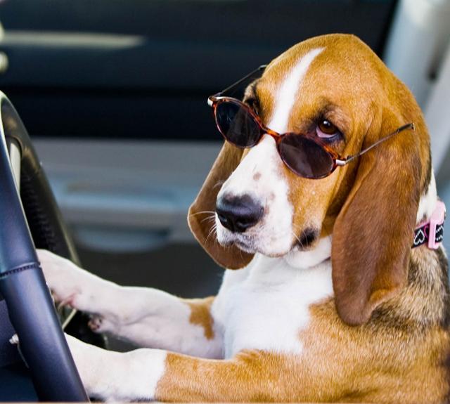 万能犬(万能券图片) 注册公司 第7张