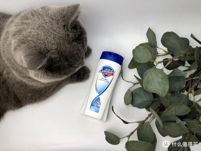 菲诗小铺身体乳和强生哪个好用