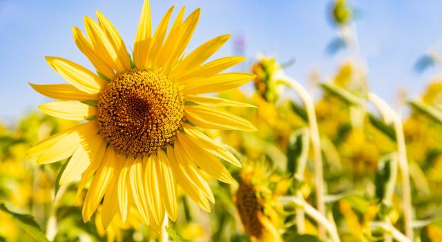 U牌：什么是婴儿抚触 如何怎么区分抚触油