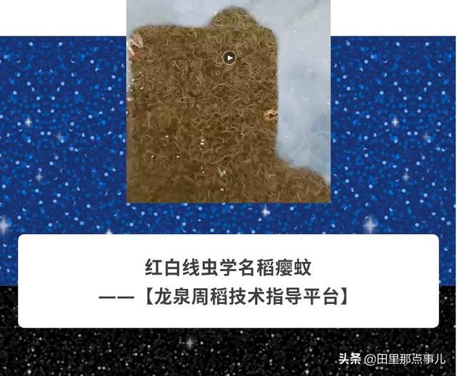 全省多地爆发红白线虫「稻瘿蚊」——如何去用药？