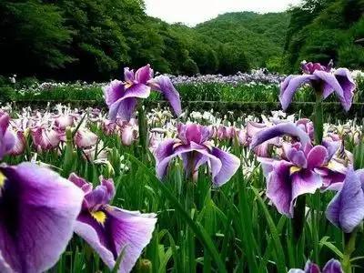 50种浪漫鲜花花语大全 50种浪漫鲜花花语大全（50种浪漫鲜花花语大全图片） 生活