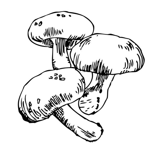 健康惠养生：菇往菌来，人们为什么独爱这口鲜？