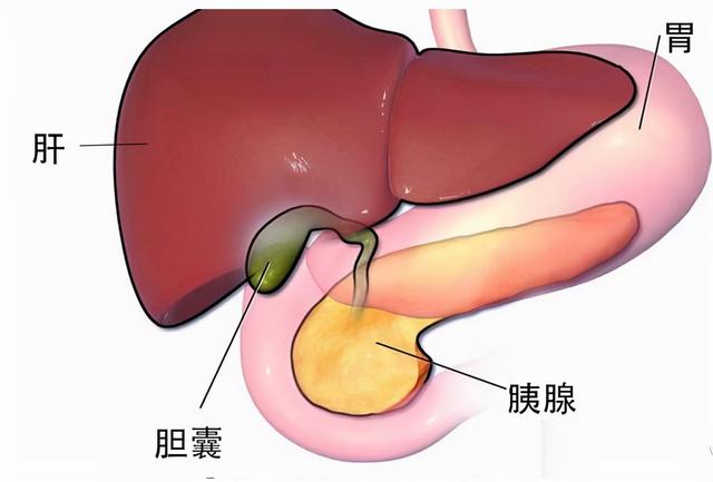 肚子老胀气是什么原因？中医自我调整的两个方向