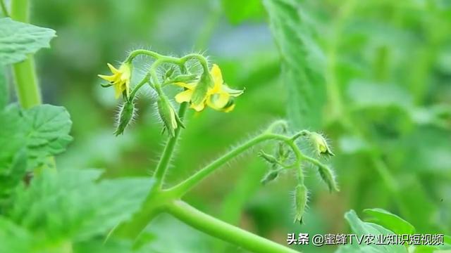 土传病害就用“肥五”，经济实惠防治还好