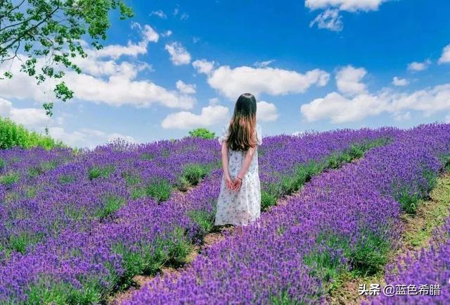 生如夏花般燦爛 6個攝影技巧用起來 花卉人像照更唯美 中國熱點