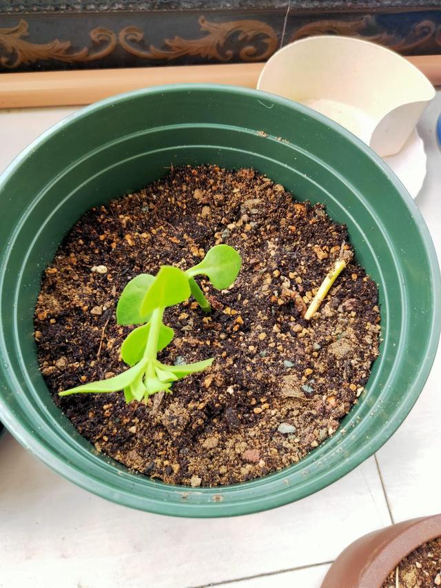 制砂机设备阳台养花
