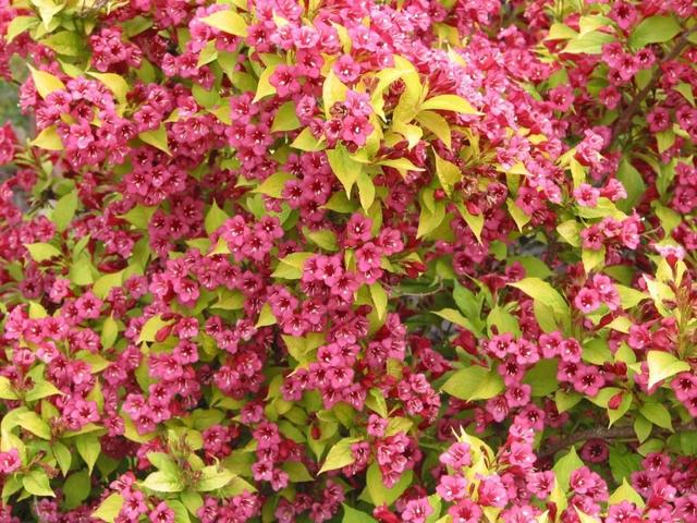 锦带花 锦带花（锦带花和海仙花的区别） 生活