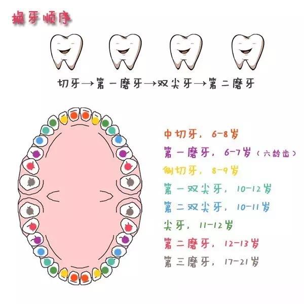 恒牙萌出顺序