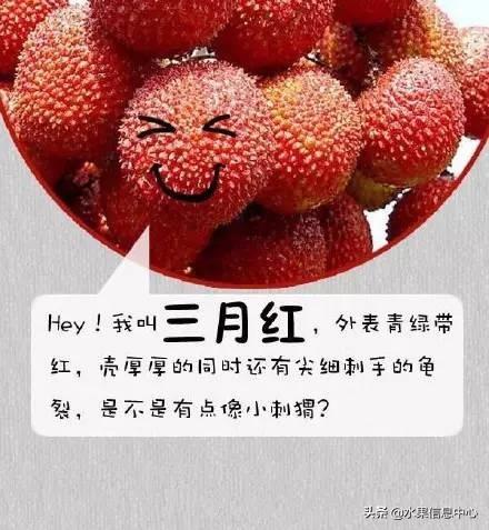 荔枝 介绍(荔枝介绍视频)