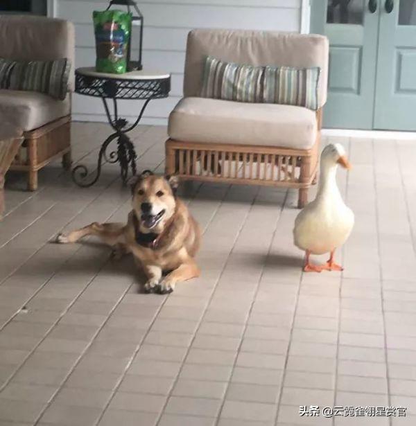 老友狗狗