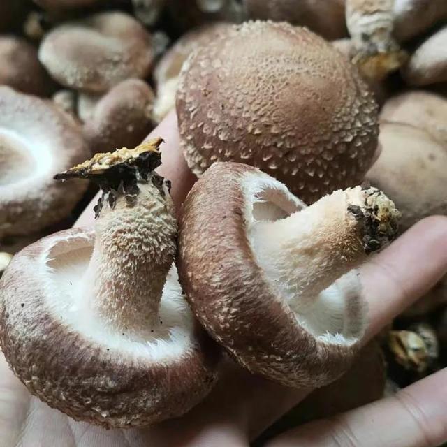 入冬后记得给孩子吃7种食物，锌含量高，常吃有助于提高免疫力